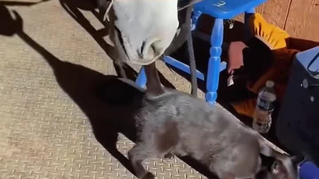 ⁣Funny pets horse 🐎