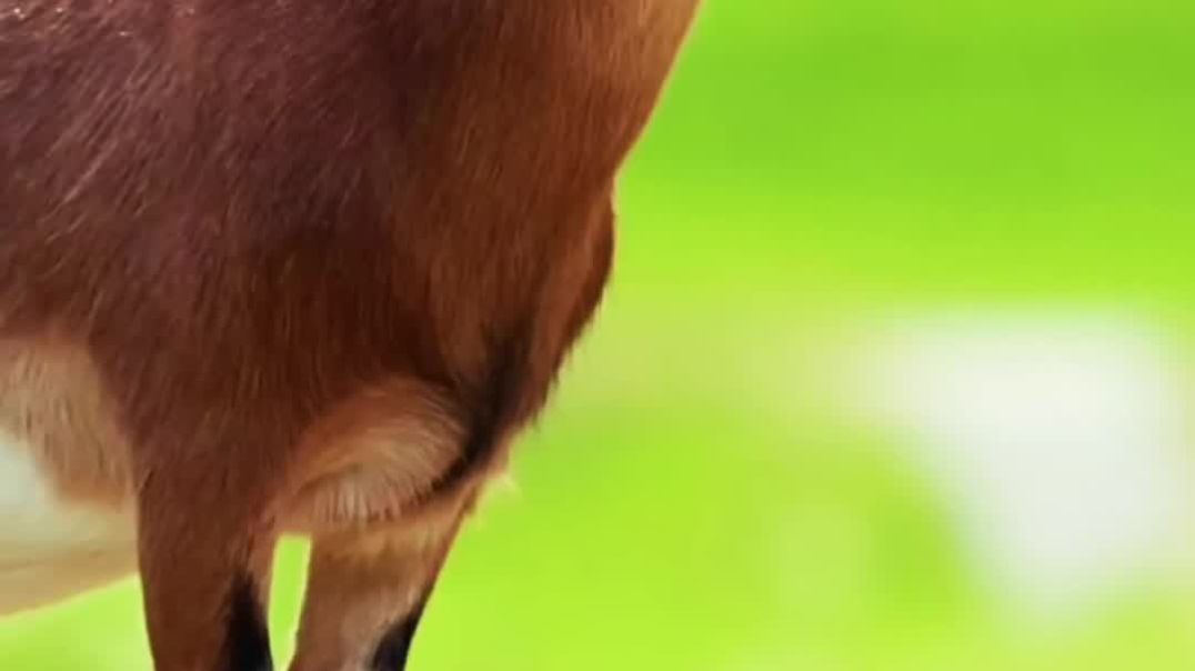 ⁣Special name of Mainpuri items 😅😅🤣कौन-कौन मैनपुरी से_