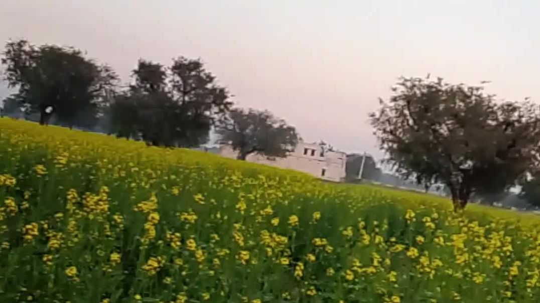 Sarson k khet🙏👍