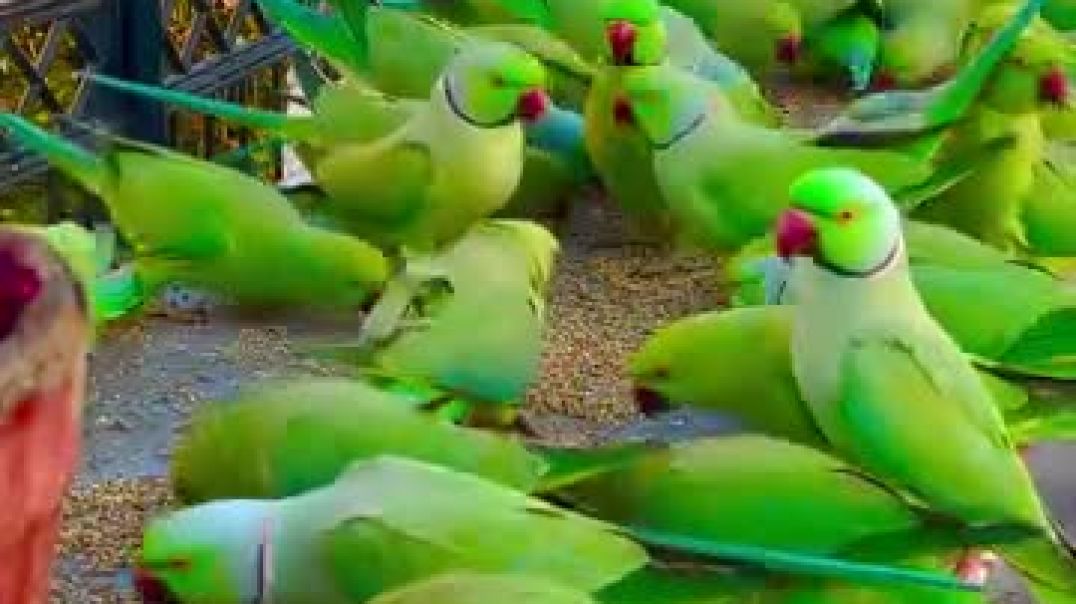 ⁣Parrot reels ❣️❣️