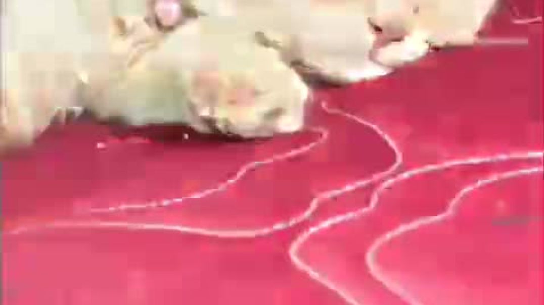 ⁣VID-20251230-WA0093