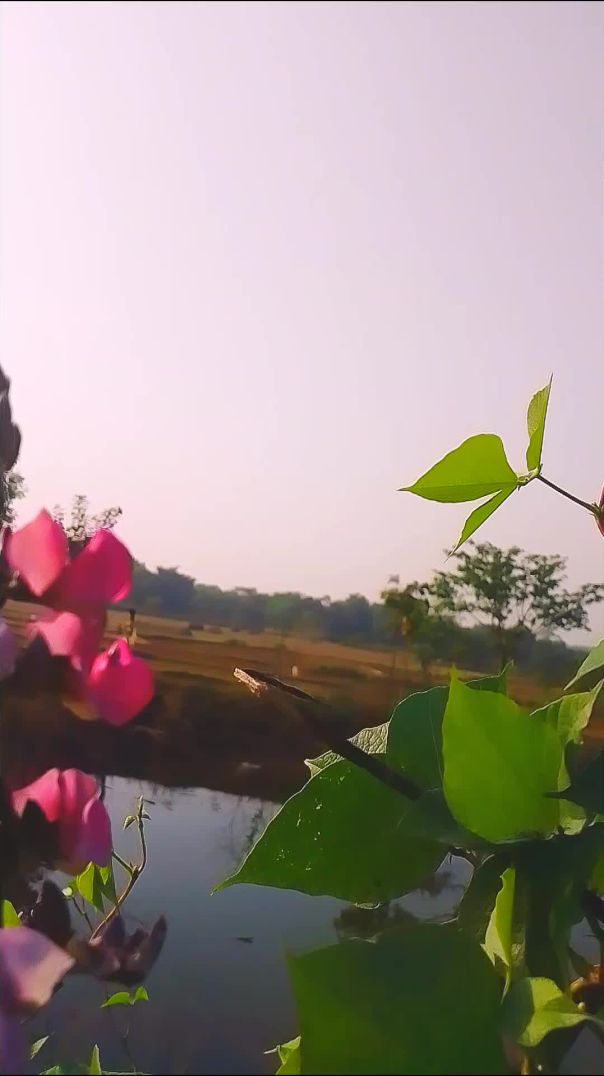 खाती बाड़ी Rahul mahato #farming#kisan