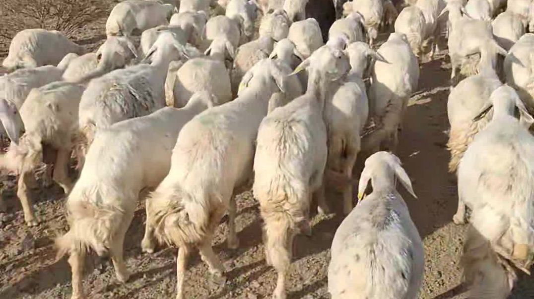 सऊदी में बकरी चराते हुए