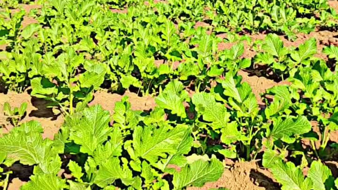 ⁣Farmer🌾🌾###