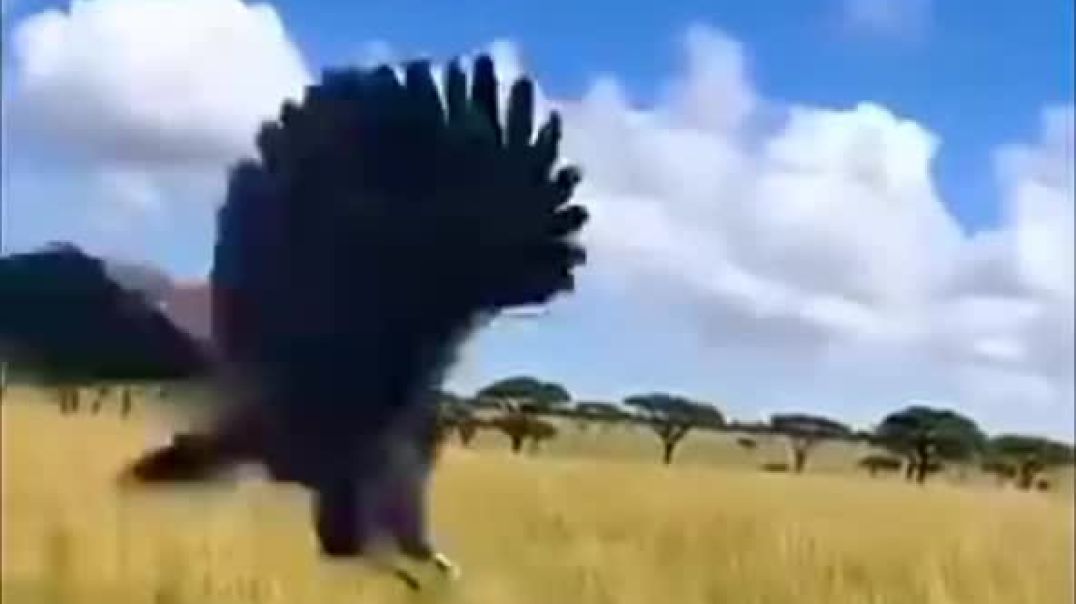 ⁣शेर का शिकार बाँझ ने किया