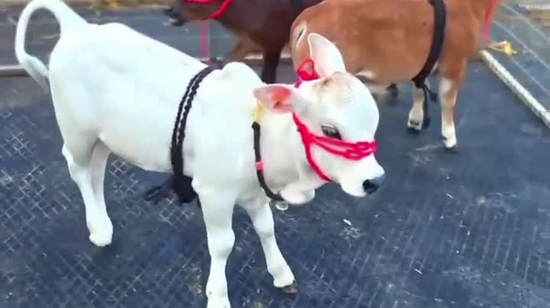 ⁣Gomata ki Jay new viral #video #youtubeshorts tranding #reels