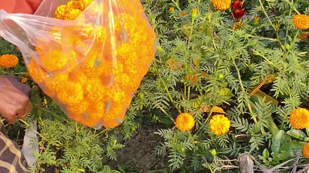 Ma ful tulcha. মা গাঁদা ফুল তুলছে।