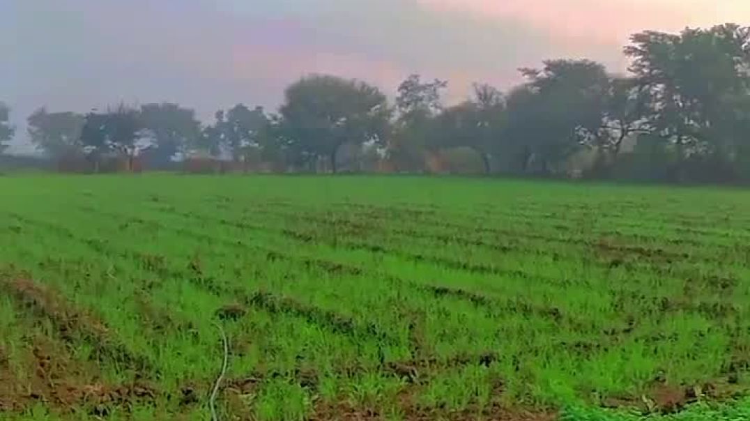 ⁣Morning view ❤️_🩹🥰⚜️श्री कालाजी कृषि फार्म भटवाड़ा खुर्द#reels #rajasthan #farmerlife❤️🚜👑 #v