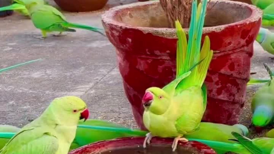 ⁣Parrot reels ❣️❣️