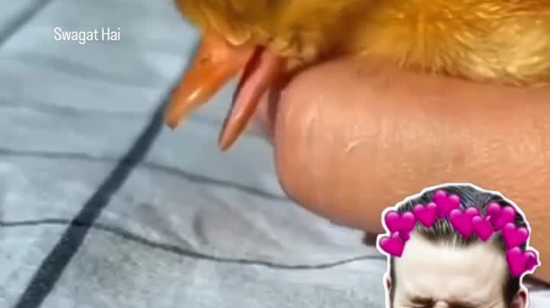 Curest video 🫠😎🤭