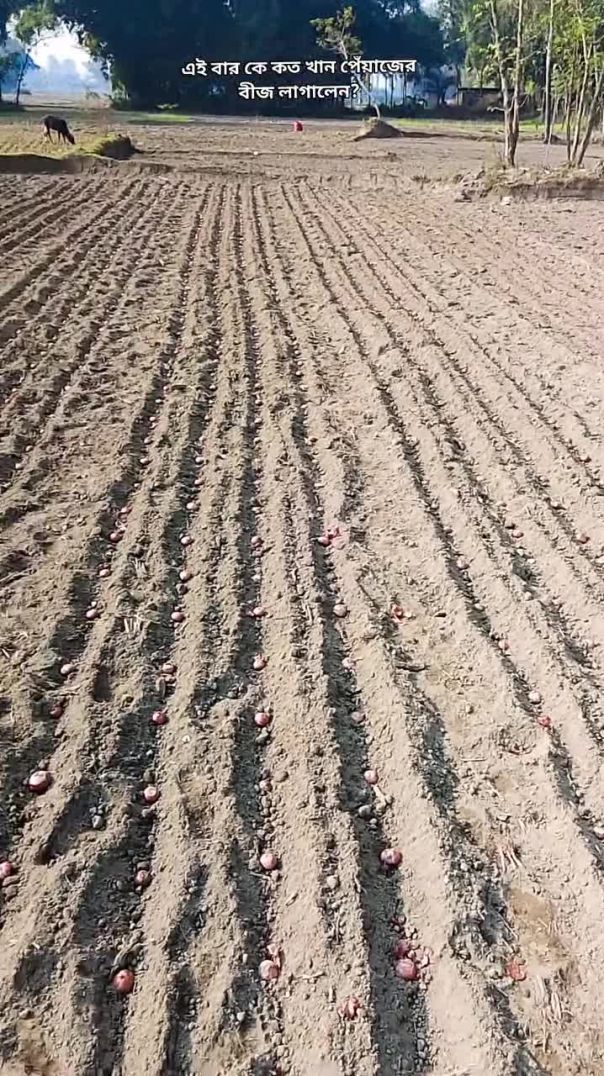 How much onion seed did everyone plant this timeএই বার কে কত খান পেঁয়াজের বীজ লাগালেন।।