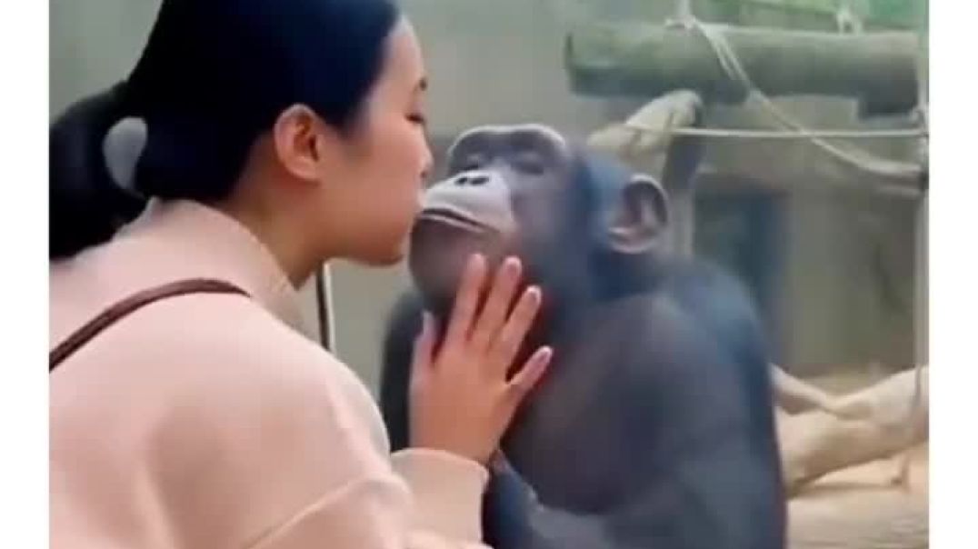 The_video_shows_a_young_woman_in_athletic_wear_performing_a_handstand_against_a_zoo_s_gorilla_enclos