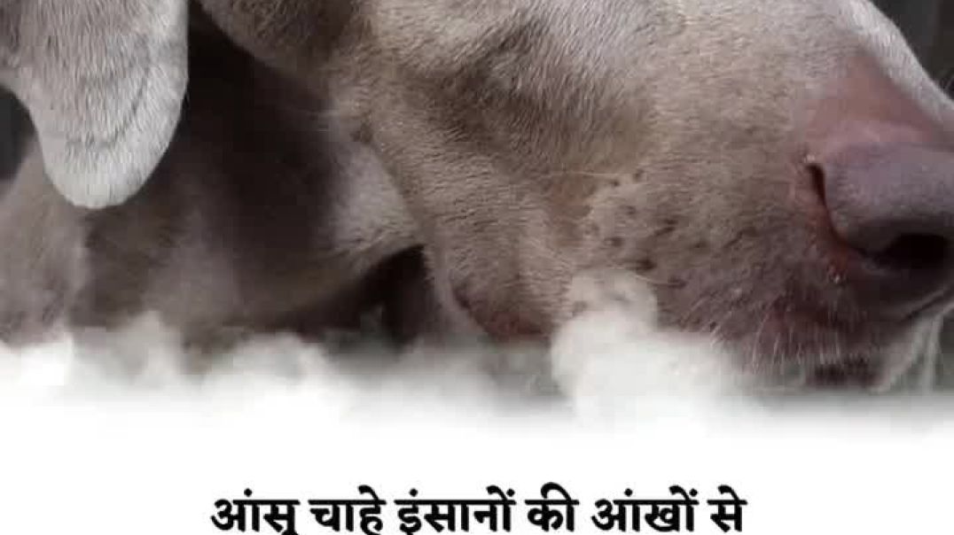 ⁣respect to animals 🙏🙏🙏