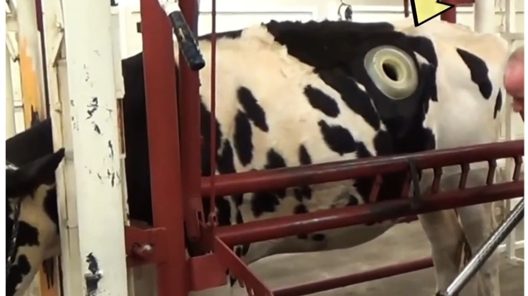 ⁣How a Small Hole Saves a Cow's Life! 😱 #shorts