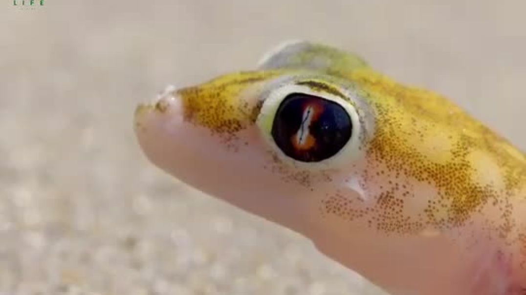 यह रेगिस्तान की छिपकली