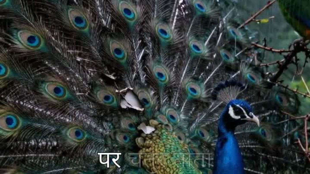 ⁣the-parrot-and-the-peacock