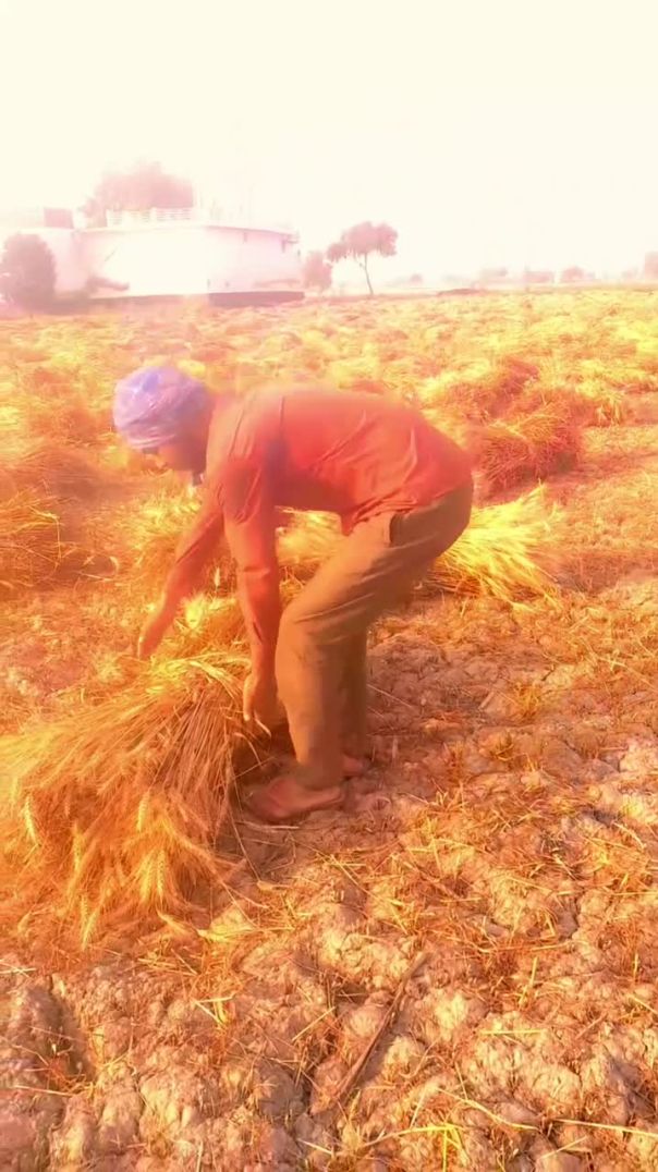 %E0%A4%97%E0%A5%87%E0%A4%B9%E0%A5%82+%E0%A4%9A%E0%A5%8B%E0%A4%B0+Target+%F0%9F%8E%AF+50k+follow+my+a