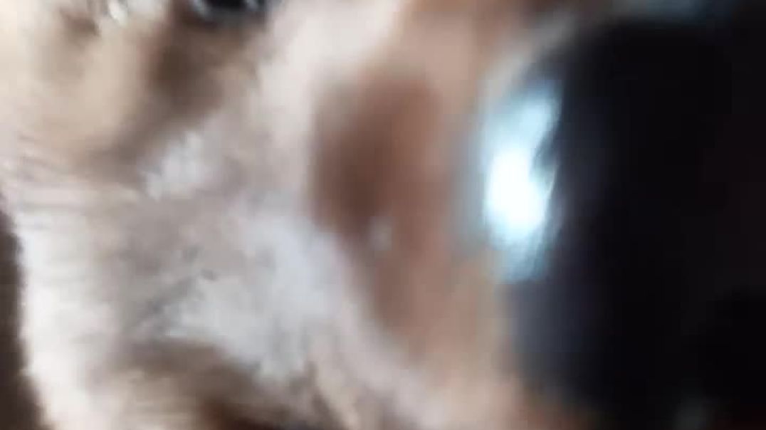 ⁣Dog video 🐶🐕