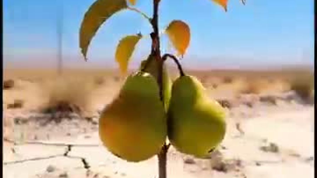 ⁣The_lion_saved_the_pear_tree_from_drying_up😭_#shorts_#ai_#tree_#lion_#indianarmy(360p)