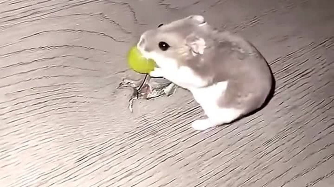 ⁣Funny moment 😹😹