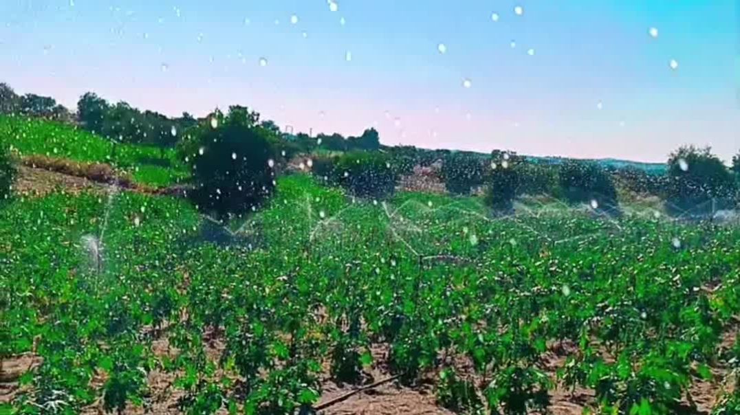 VID_20251213_021029_483