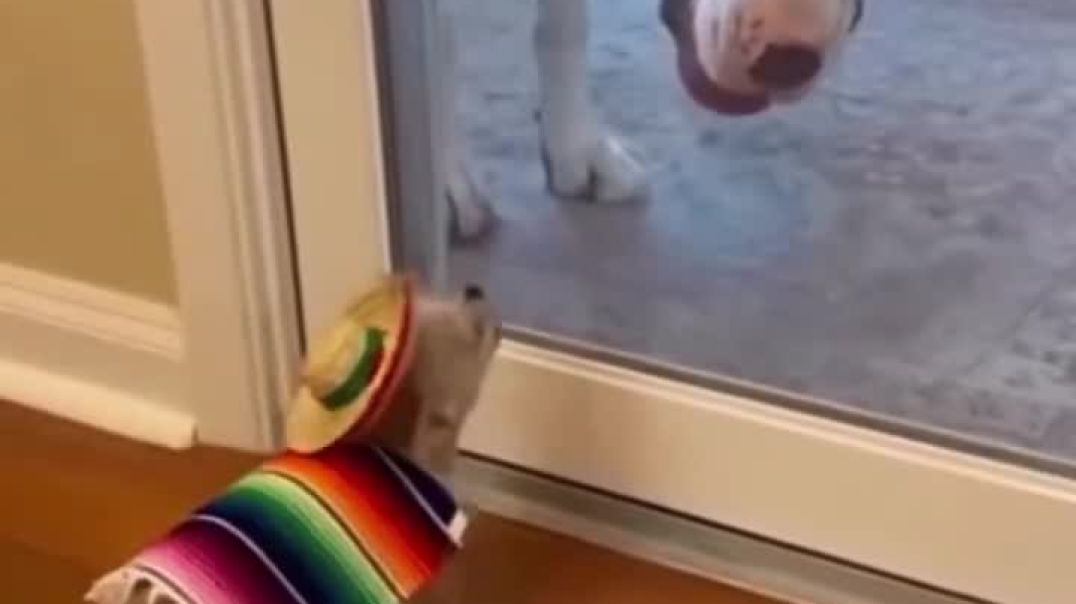 ⁣Small Dogy, engry big dog