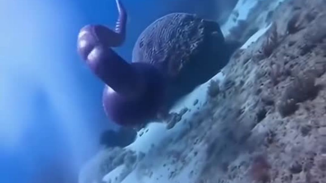 ⁣I ma fisher man _ fishing new fish