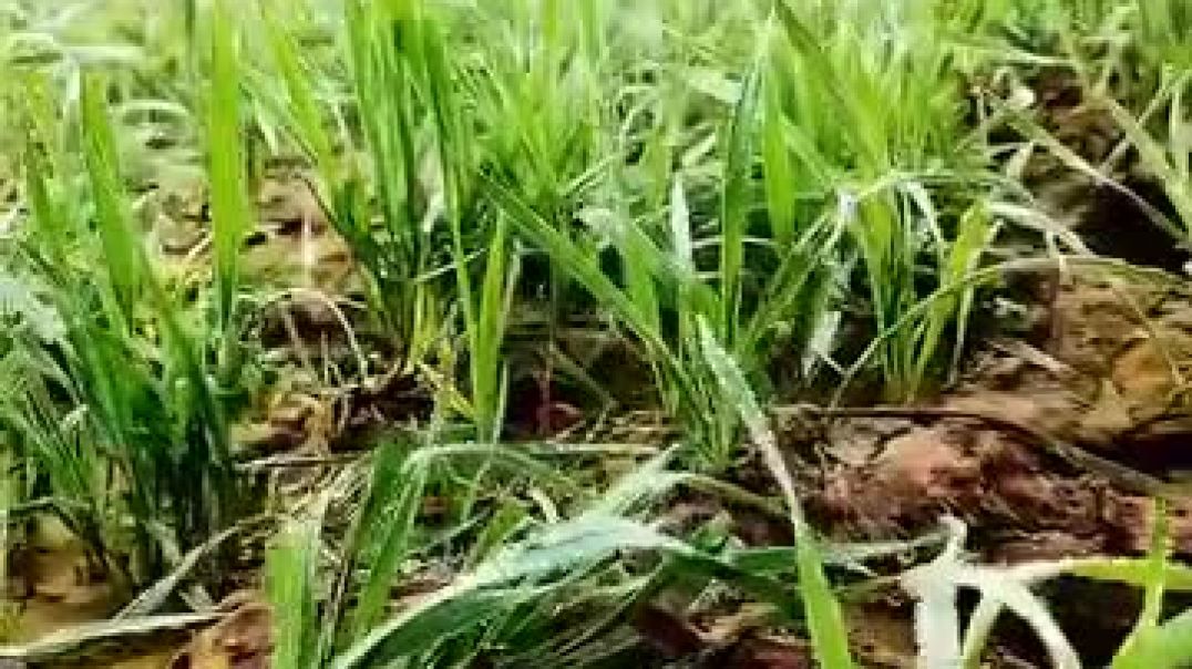 #गेहूं_की_खेती_🌾🌾💸_#farminglife