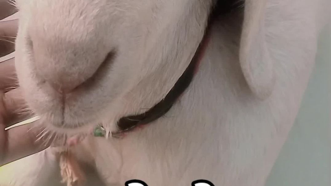 VID_20251210_223147_841_bsl