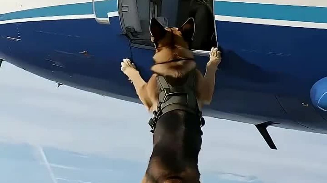 ⁣कुत्ते ने बचाई हजारों लोगों कि जान 🫢