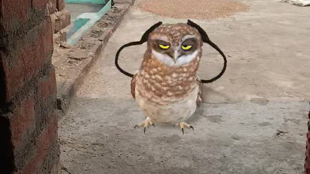 ⁣Masti for owl