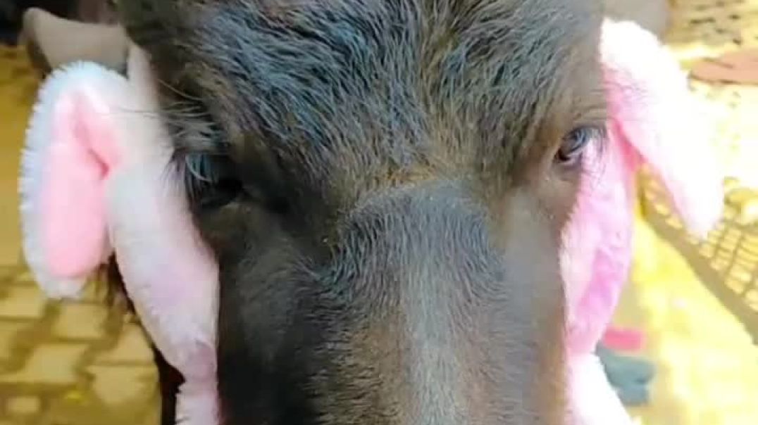 ⁣एंटरटेनमेंट वीडियो