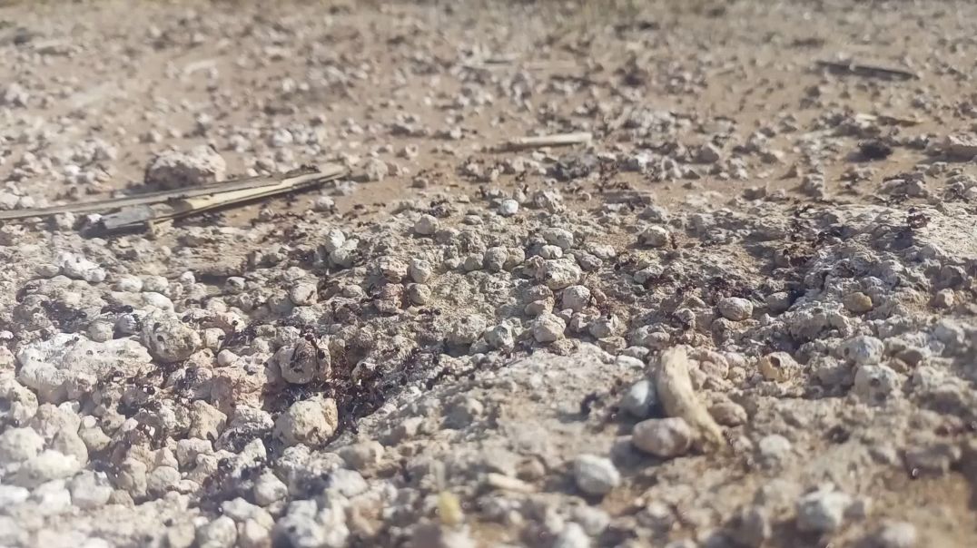 ⁣Ants viral video dako
