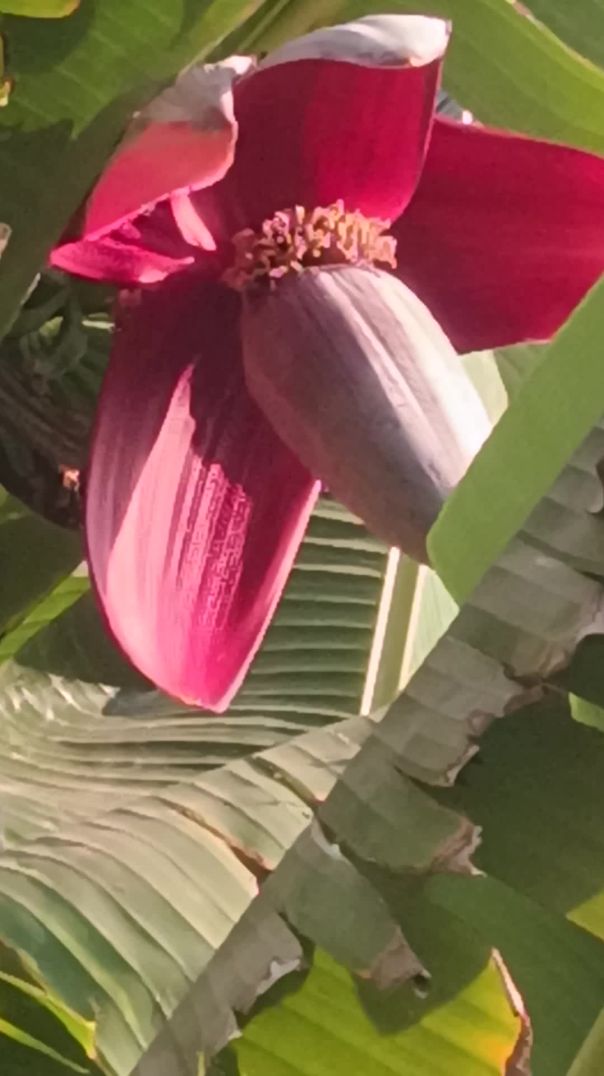 New kela ka ped ghar pe‼️