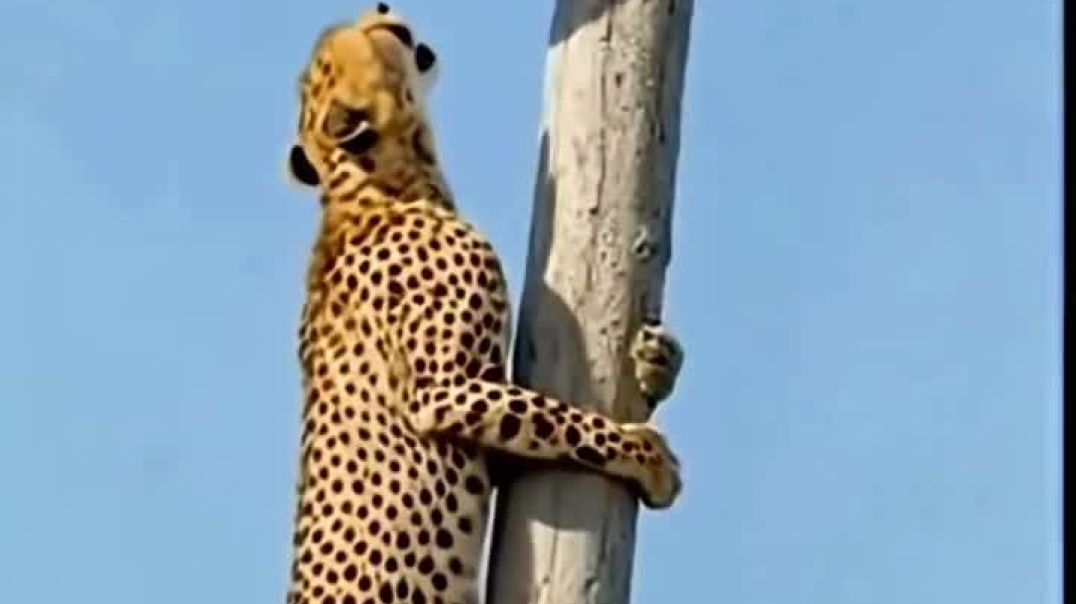 ⁣Japan uses piezoelectric tiles to convert footsteps into electrical energy. These tiles capture the 