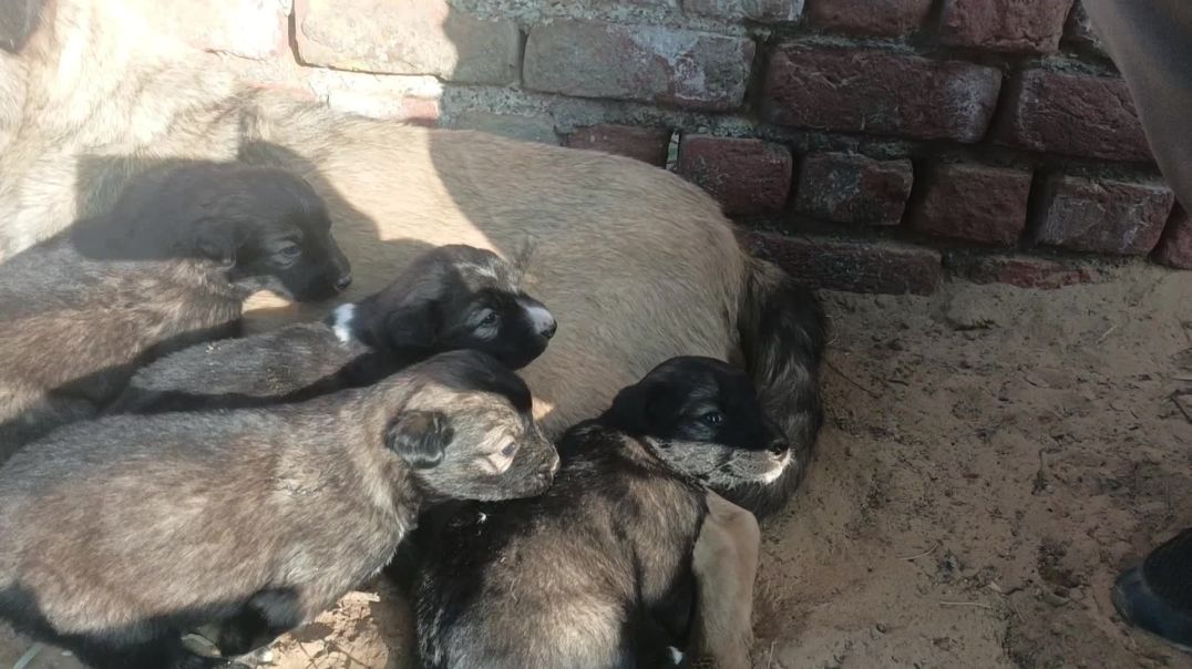 ⁣कितने छोटे छोटे बच्चे 🥰