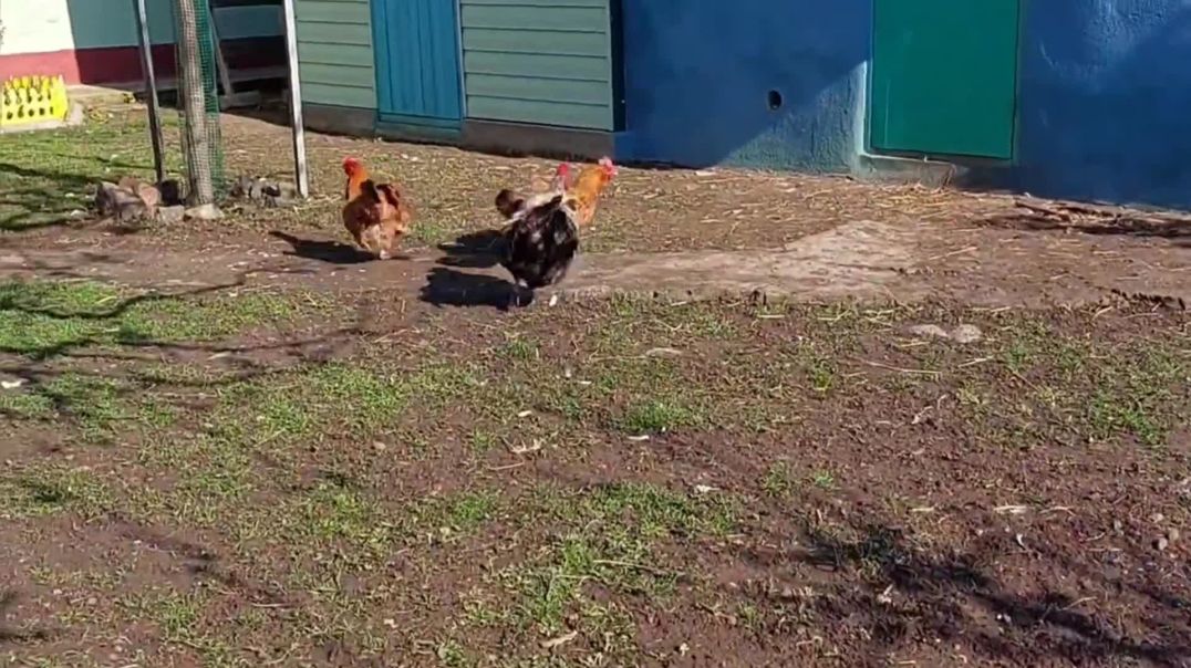 Animal lovers Raju Da # chicken # দেশিমুরগি # villageanimals