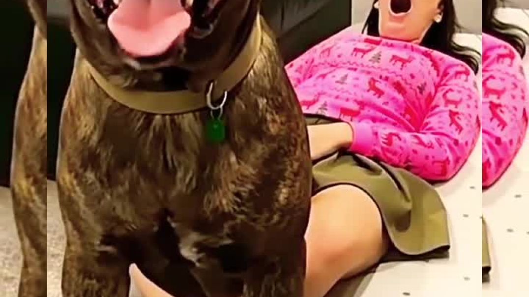 ⁣#doggie_#doglife_#puppy_#goldenretreivers_#dogcoach_#doggielife_#love_#dog_#doglove_#dogshorts_#pets