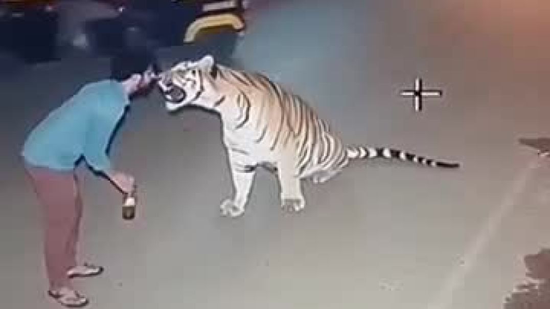 ⁣Tiger attack#short#shorts