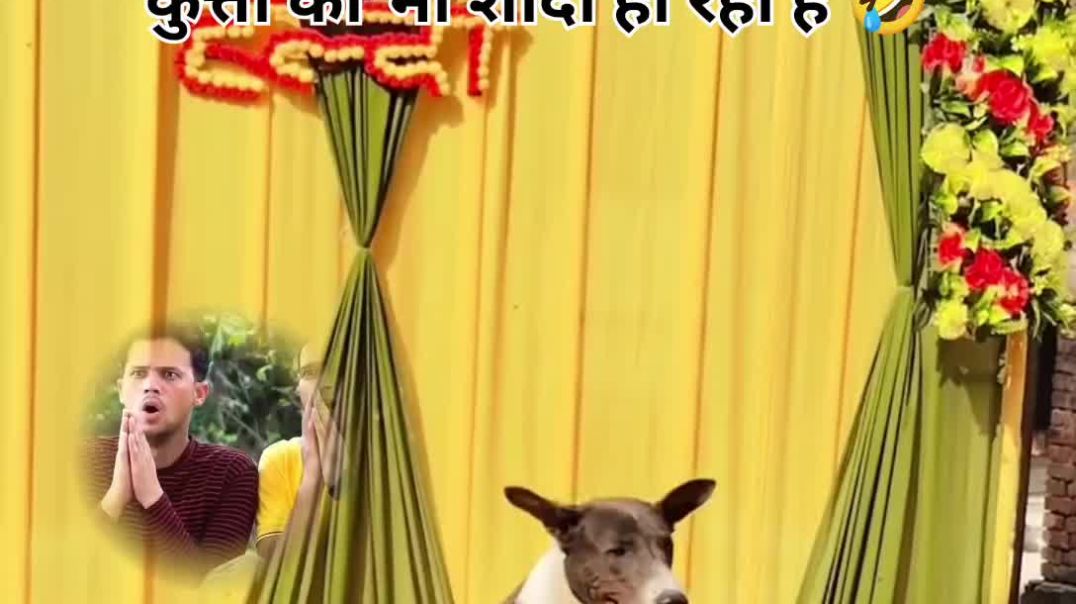 ⁣कुत्ता भी शादी हो रहा है 🤣#shorts