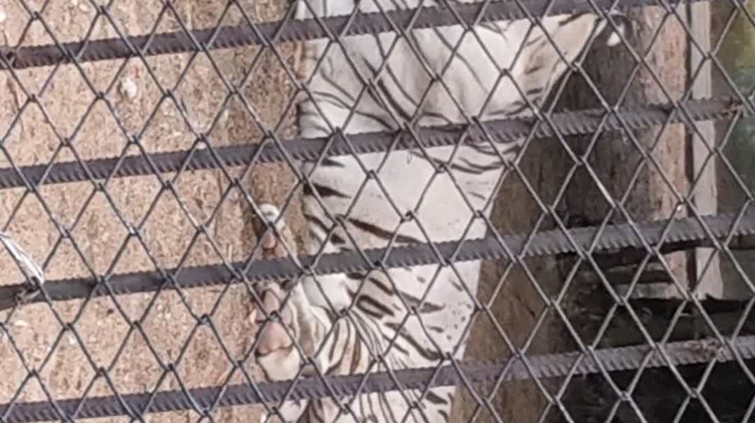 video_20240815_163334