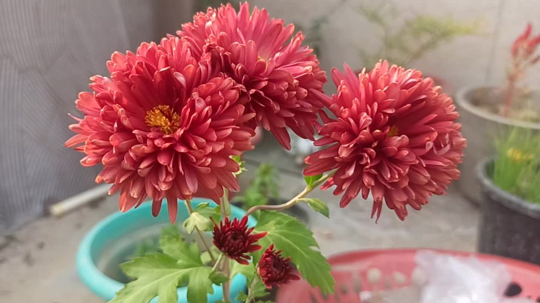 ⁣My lovely garden video flowers plant growth tips indoor plants