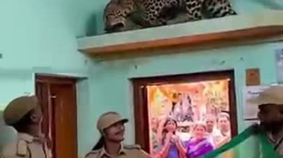 ⁣Leopard Rescue in Indian House