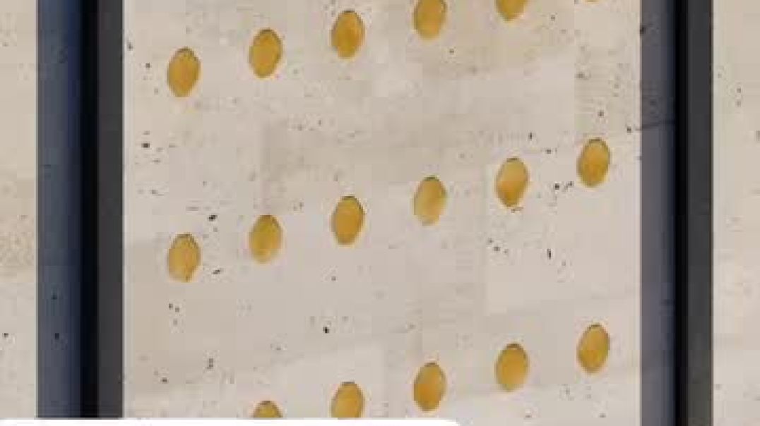 ⁣VID-20251010-WA0001