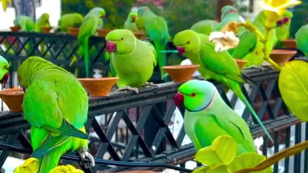 ⁣Parrot reels ❣️❣️