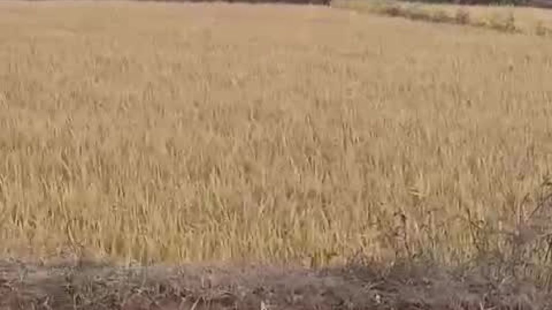 ⁣VID-20251127-WA0004