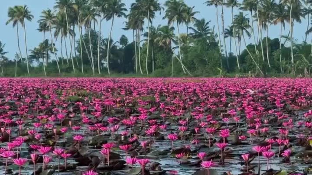 Malarikkal_Waterlily_Bloom__Location__maarikkal_Kottayam_Season_will_end_by_september___#kottayam_#a