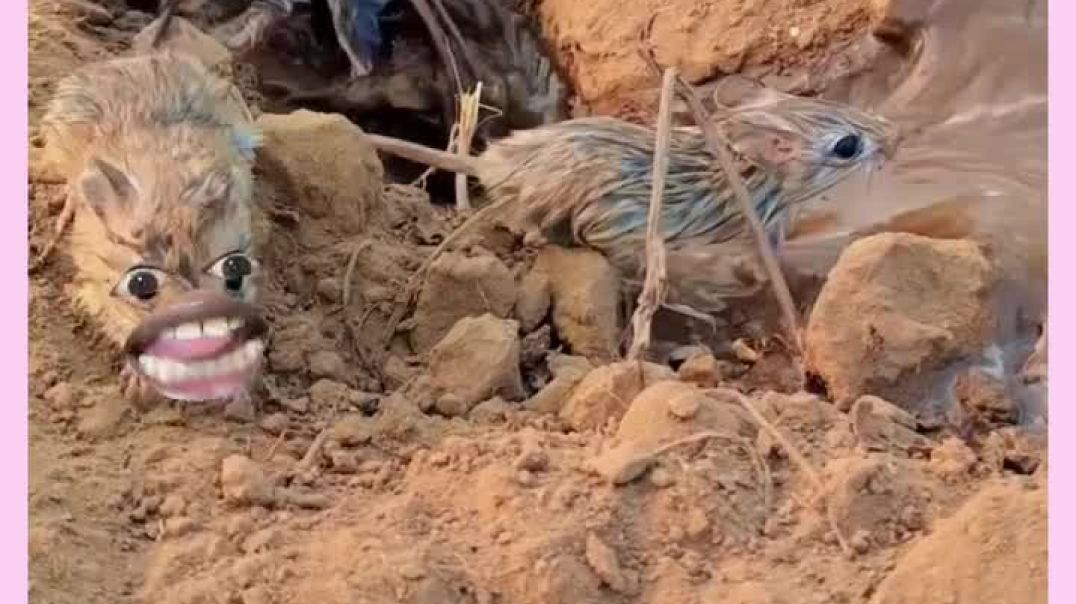 ⁣Funny video 😂😆