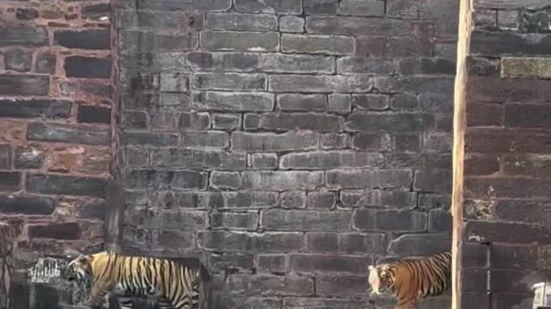 ⁣Ranthambhor national park me bagh...