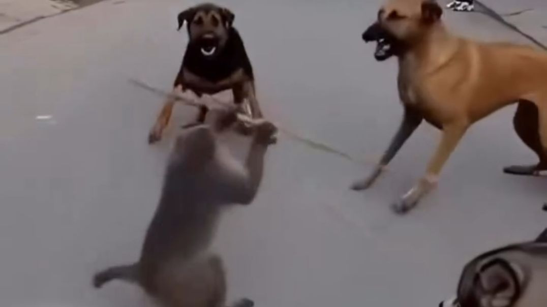 Monkey driver chaos🐒🚙🔥